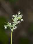 Early meadowrue